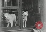 Image of President Calvin Coolidge on vacation New York United States USA, 1926, second 15 stock footage video 65675068982