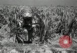 Image of Chinese Nationalist military exercises Formosa, 1950, second 54 stock footage video 65675068983