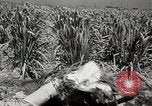 Image of Chinese Nationalist military exercises Formosa, 1950, second 55 stock footage video 65675068983