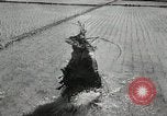 Image of Chinese Nationalist military exercises Formosa, 1950, second 60 stock footage video 65675068983