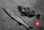 Image of President Harry Truman Key West Florida USA, 1950, second 26 stock footage video 65675068984