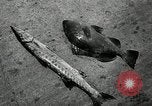 Image of President Harry Truman Key West Florida USA, 1950, second 27 stock footage video 65675068984