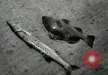 Image of President Harry Truman Key West Florida USA, 1950, second 28 stock footage video 65675068984