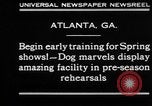 Immagine di Dog show prove Atlanta Georgia USA, 1930, secondo 3 filmato di repertorio 65675069014