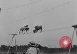 Immagine di Dog show prove Atlanta Georgia USA, 1930, secondo 25 filmato di repertorio 65675069014