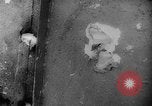 Image of American and Australian troops operating in jungles New Guinea, 1943, second 30 stock footage video 65675069142