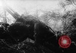 Image of American and Australian troops operating in jungles New Guinea, 1943, second 54 stock footage video 65675069142