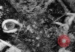 Standbild Douglas Fir Kanada, 1943, aus Sekunde 12 historischem Filmmaterial Videoclip 65675069160