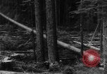 Standbild Douglas Fir Kanada, 1943, aus Sekunde 19 historischem Filmmaterial Videoclip 65675069160