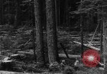 Standbild Douglas Fir Kanada, 1943, aus Sekunde 20 historischem Filmmaterial Videoclip 65675069160