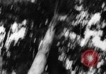 Standbild Douglas Fir Kanada, 1943, aus Sekunde 21 historischem Filmmaterial Videoclip 65675069160