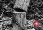 Standbild Douglas Fir Kanada, 1943, aus Sekunde 22 historischem Filmmaterial Videoclip 65675069160
