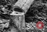 Standbild Douglas Fir Kanada, 1943, aus Sekunde 23 historischem Filmmaterial Videoclip 65675069160