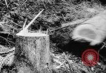 Standbild Douglas Fir Kanada, 1943, aus Sekunde 24 historischem Filmmaterial Videoclip 65675069160