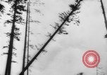 Standbild Douglas Fir Kanada, 1943, aus Sekunde 25 historischem Filmmaterial Videoclip 65675069160