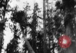 Standbild Douglas Fir Kanada, 1943, aus Sekunde 29 historischem Filmmaterial Videoclip 65675069160