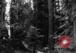 Standbild Douglas Fir Kanada, 1943, aus Sekunde 30 historischem Filmmaterial Videoclip 65675069160