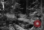 Standbild Douglas Fir Kanada, 1943, aus Sekunde 31 historischem Filmmaterial Videoclip 65675069160