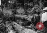 Standbild Douglas Fir Kanada, 1943, aus Sekunde 32 historischem Filmmaterial Videoclip 65675069160