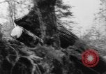 Standbild Douglas Fir Kanada, 1943, aus Sekunde 33 historischem Filmmaterial Videoclip 65675069160
