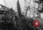 Standbild Douglas Fir Kanada, 1943, aus Sekunde 34 historischem Filmmaterial Videoclip 65675069160