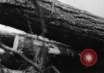 Standbild Douglas Fir Kanada, 1943, aus Sekunde 36 historischem Filmmaterial Videoclip 65675069160