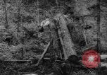 Standbild Douglas Fir Kanada, 1943, aus Sekunde 37 historischem Filmmaterial Videoclip 65675069160