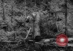 Standbild Douglas Fir Kanada, 1943, aus Sekunde 38 historischem Filmmaterial Videoclip 65675069160