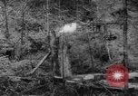 Standbild Douglas Fir Kanada, 1943, aus Sekunde 39 historischem Filmmaterial Videoclip 65675069160