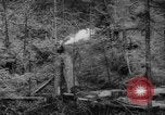 Standbild Douglas Fir Kanada, 1943, aus Sekunde 40 historischem Filmmaterial Videoclip 65675069160