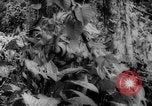 Image of Chinese troops Burma, 1943, second 47 stock footage video 65675069162