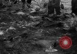 Standbild Lachs Tanner Creek Oregon USA, 1937, aus Sekunde 14 historischem Filmmaterial Videoclip 65675069215
