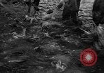 Standbild Lachs Tanner Creek Oregon USA, 1937, aus Sekunde 15 historischem Filmmaterial Videoclip 65675069215