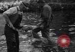 Standbild Lachs Tanner Creek Oregon USA, 1937, aus Sekunde 22 historischem Filmmaterial Videoclip 65675069215