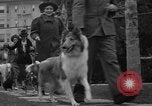 Standbild nationalen Winter dog show Los Angeles California USA, 1937, aus Sekunde 12 historischem Filmmaterial Videoclip 65675069217