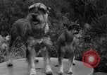 Standbild nationalen Winter dog show Los Angeles California USA, 1937, aus Sekunde 14 historischem Filmmaterial Videoclip 65675069217