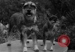 Standbild nationalen Winter dog show Los Angeles California USA, 1937, aus Sekunde 15 historischem Filmmaterial Videoclip 65675069217