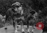 Standbild nationalen Winter dog show Los Angeles California USA, 1937, aus Sekunde 16 historischem Filmmaterial Videoclip 65675069217