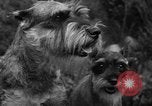 Standbild nationalen Winter dog show Los Angeles California USA, 1937, aus Sekunde 17 historischem Filmmaterial Videoclip 65675069217