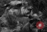 Standbild nationalen Winter dog show Los Angeles California USA, 1937, aus Sekunde 18 historischem Filmmaterial Videoclip 65675069217