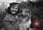 Standbild nationalen Winter dog show Los Angeles California USA, 1937, aus Sekunde 22 historischem Filmmaterial Videoclip 65675069217