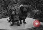 Standbild nationalen Winter dog show Los Angeles California USA, 1937, aus Sekunde 23 historischem Filmmaterial Videoclip 65675069217