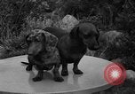 Standbild nationalen Winter dog show Los Angeles California USA, 1937, aus Sekunde 24 historischem Filmmaterial Videoclip 65675069217