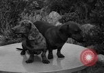 Standbild nationalen Winter dog show Los Angeles California USA, 1937, aus Sekunde 25 historischem Filmmaterial Videoclip 65675069217