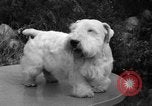 Standbild nationalen Winter dog show Los Angeles California USA, 1937, aus Sekunde 26 historischem Filmmaterial Videoclip 65675069217