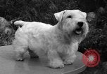 Standbild nationalen Winter dog show Los Angeles California USA, 1937, aus Sekunde 27 historischem Filmmaterial Videoclip 65675069217