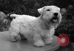 Standbild nationalen Winter dog show Los Angeles California USA, 1937, aus Sekunde 28 historischem Filmmaterial Videoclip 65675069217