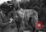Standbild nationalen Winter dog show Los Angeles California USA, 1937, aus Sekunde 29 historischem Filmmaterial Videoclip 65675069217