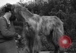 Standbild nationalen Winter dog show Los Angeles California USA, 1937, aus Sekunde 30 historischem Filmmaterial Videoclip 65675069217