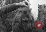Standbild nationalen Winter dog show Los Angeles California USA, 1937, aus Sekunde 32 historischem Filmmaterial Videoclip 65675069217